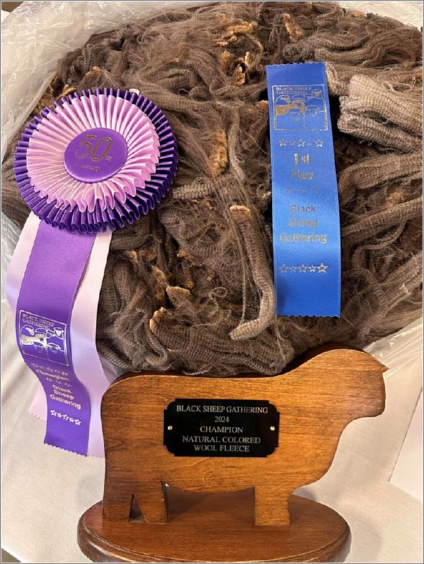 Steitzhof Farm Fleece that won the Wayne Thompson Memorial trophy. Photo: Steitzhof Farm.